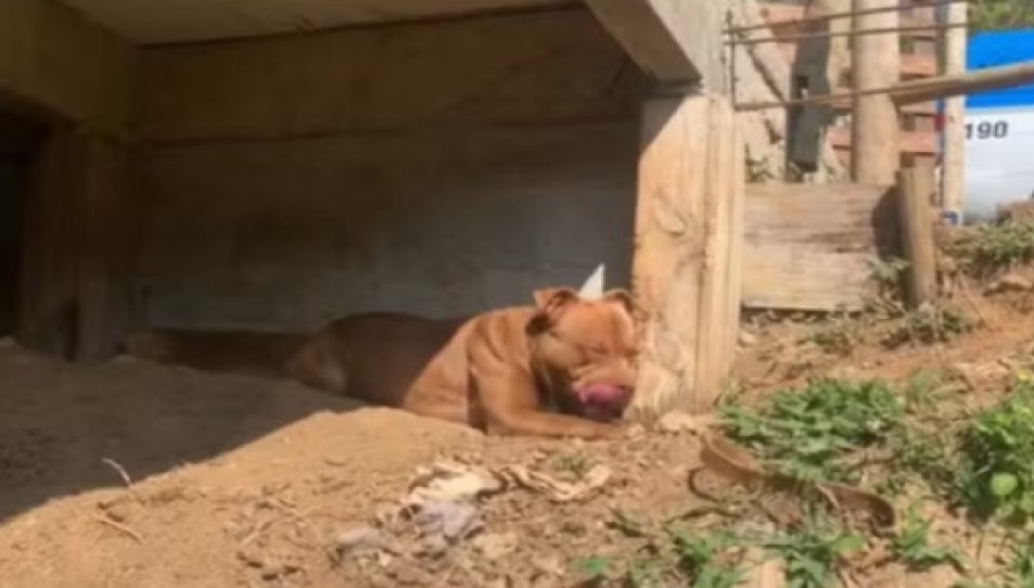 Dono de pitbull é preso após animal ser encontrado em situação de maus-tratos na Vila de Maringá