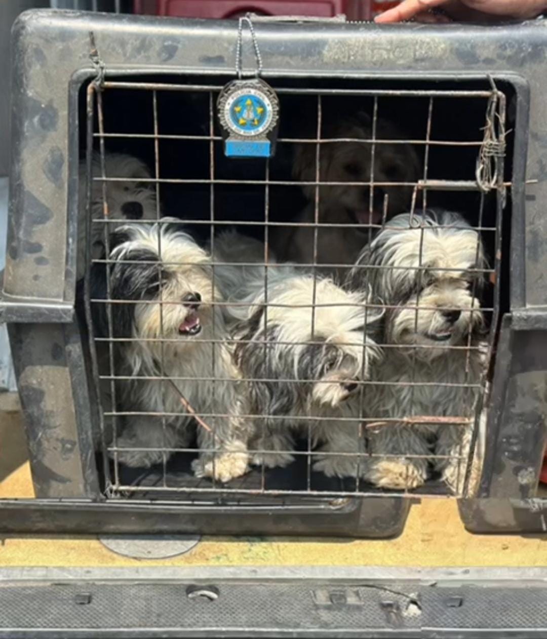 Polícia Civil resgata 18 cachorros vítimas de maus tratos e abandono no bairro São João, em VR