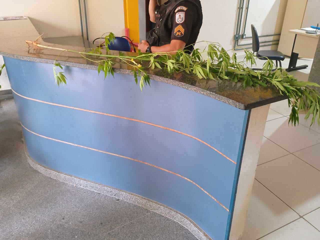 Polícia apreende pé de maconha em terreno abandonado em Valença